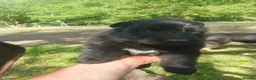 German Shepherd dogs for sale: German shepherd puppys - Advert 2