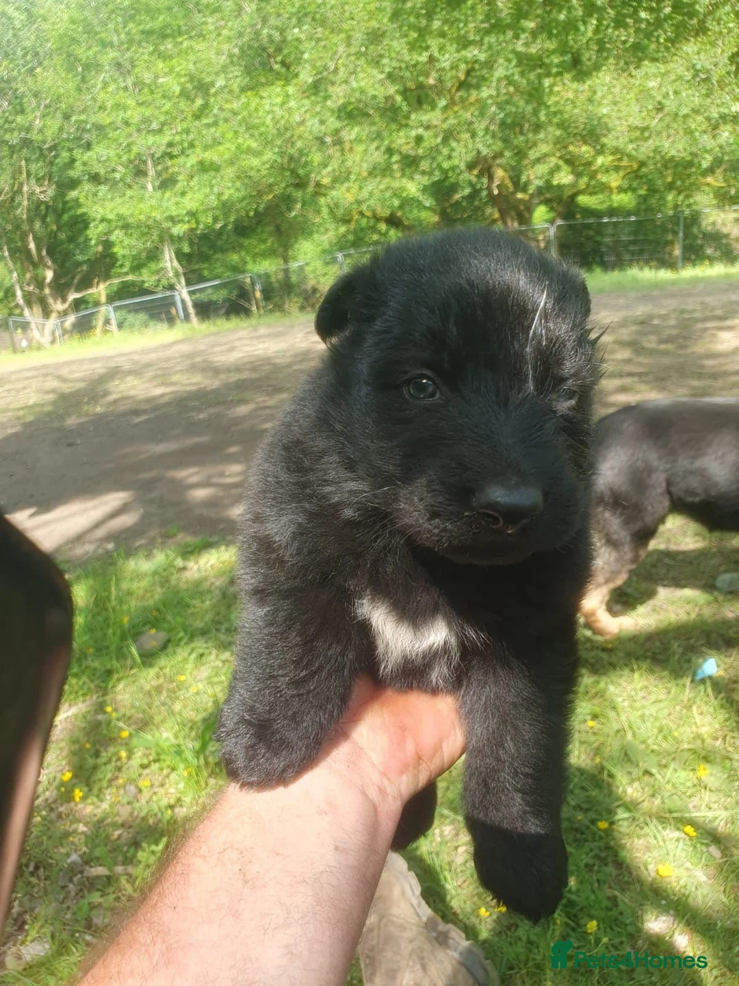 German Shepherd dogs for sale: German shepherd puppys - Advert 2