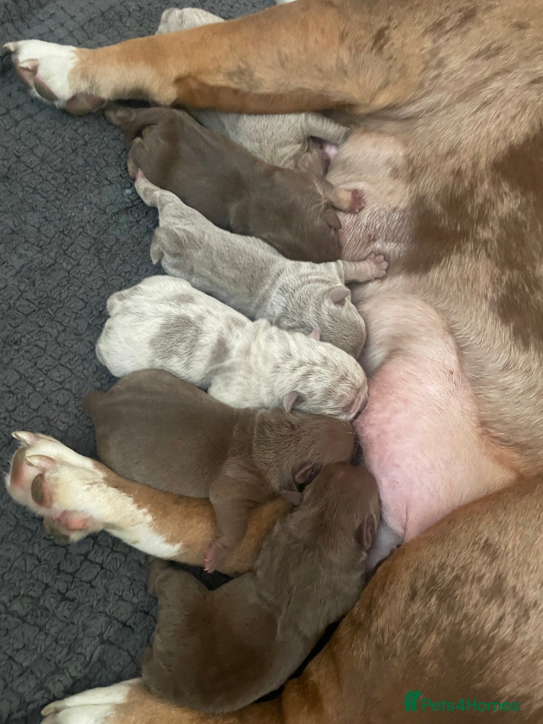 Old Tyme Bulldog dogs for sale: Old tyme bulldog puppies  - Image 2