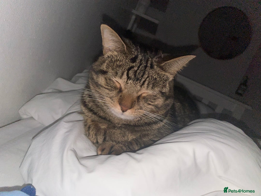 American Wirehair cats for sale: Friendly and healty cat for adoption - Image 3
