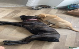 Cane Corso dogs for sale: Cane Corso (nala) - Image 1