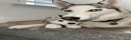 Siberian Husky dogs for sale: Siberian Husky Stormy - 2 years old  - Advert 21