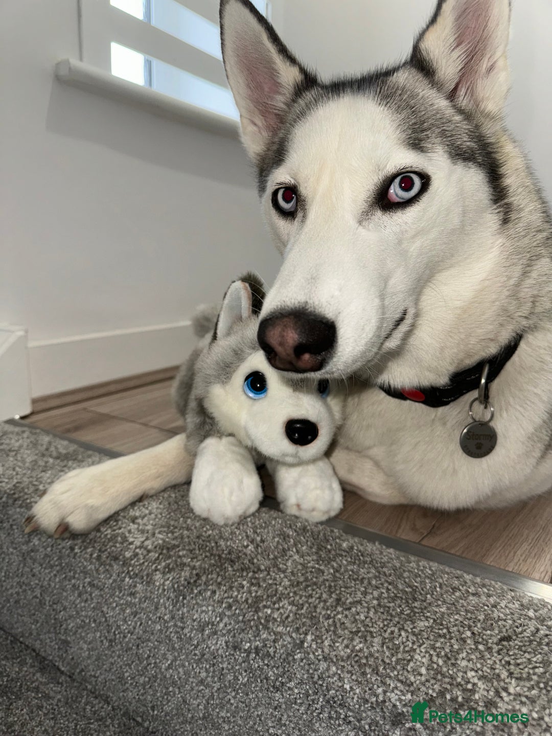 Siberian Husky dogs for sale: Siberian Husky Stormy - 2 years old  - Advert 21