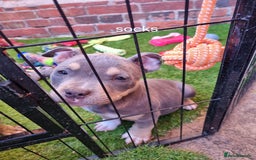 American Bully dogs for sale: Blue & lilac tri pocket bully’s  - Image 17