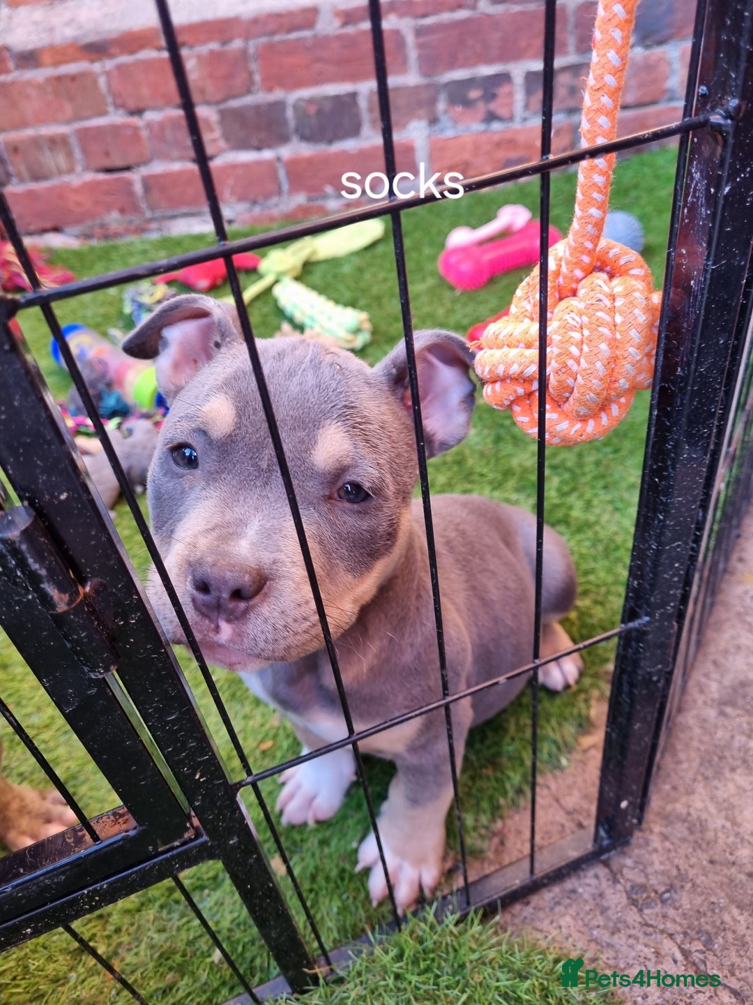 American Bully dogs for sale: Blue & lilac tri pocket bully’s  - Image 17