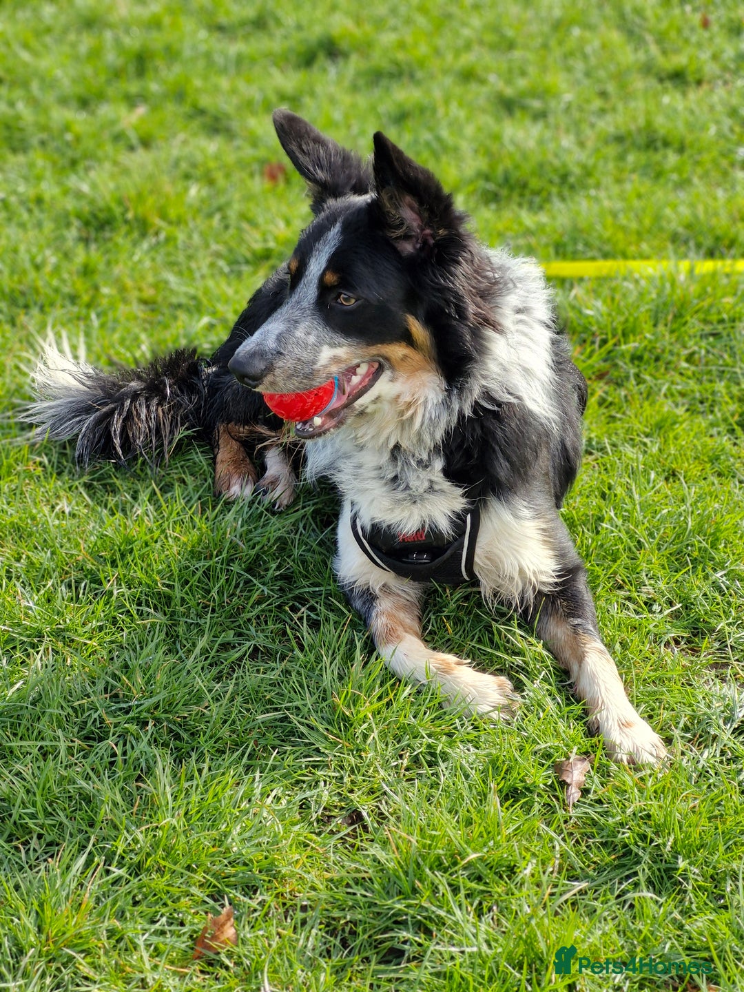 Border Collie dogs for stud: *STUD* Merlin - Image 12