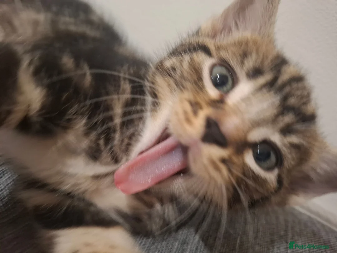 Mixed Breed cats for sale: 2 beautiful kittens left - Advert 1