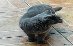 British Shorthair cats for sale: Adorable Active Pure British short hair - Image 6