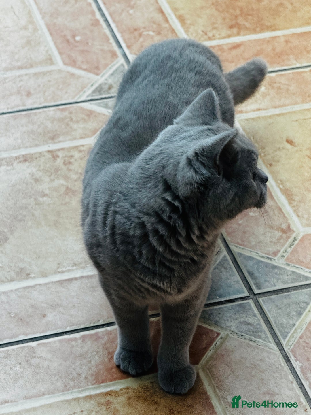 British Shorthair cats for sale: Adorable Active Pure British short hair - Image 6