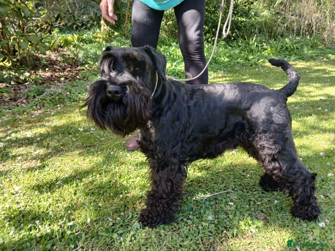 Miniature Schnauzer dogs for stud: Miniature Schnauzer for Stud - Advert 2