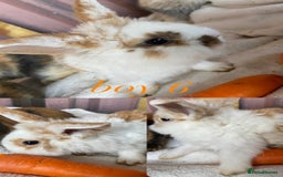 Mini Lion Lop rabbits for sale: mixed litter of mini lion lops - Image 15