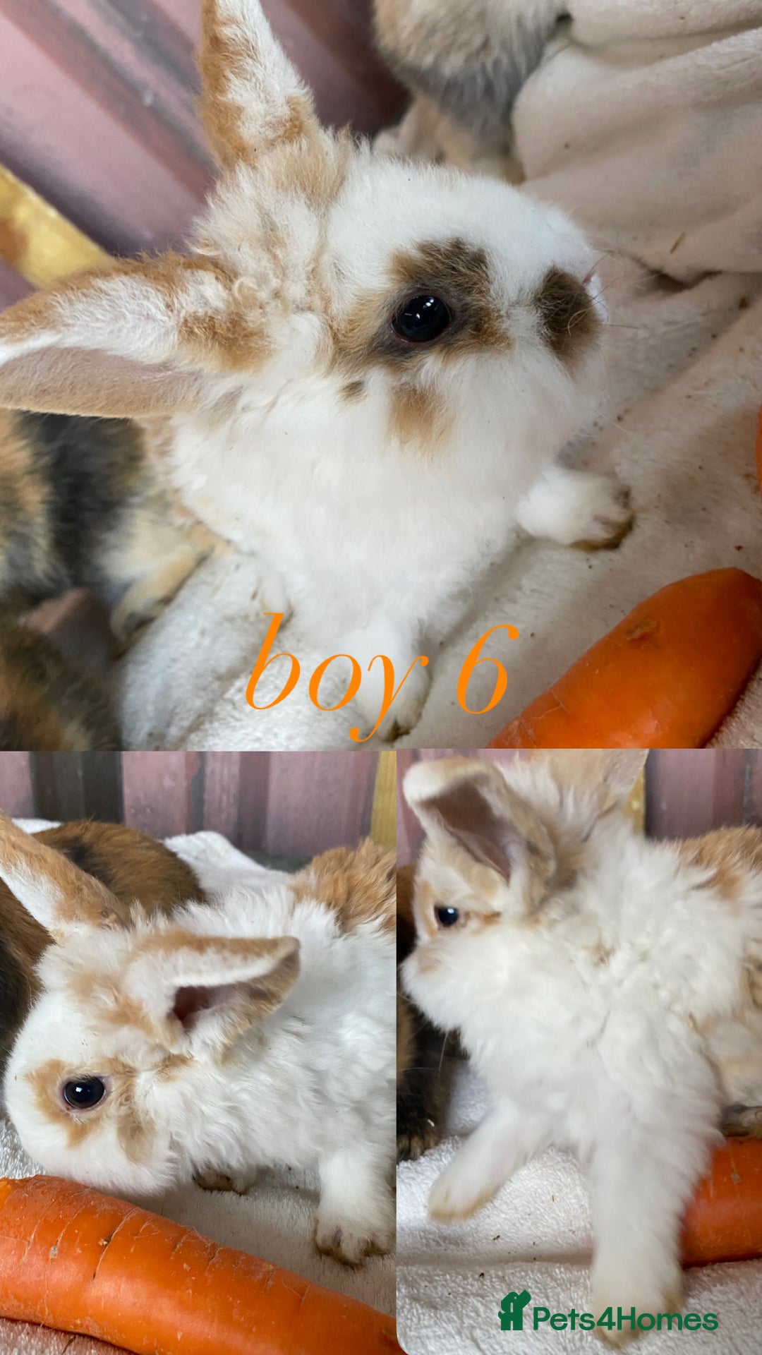 Mini Lion Lop rabbits for sale: mixed litter of mini lion lops - Image 15