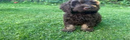Cockapoo dogs for sale: Very small F1 cockapoo puppies for sale  - Advert 6