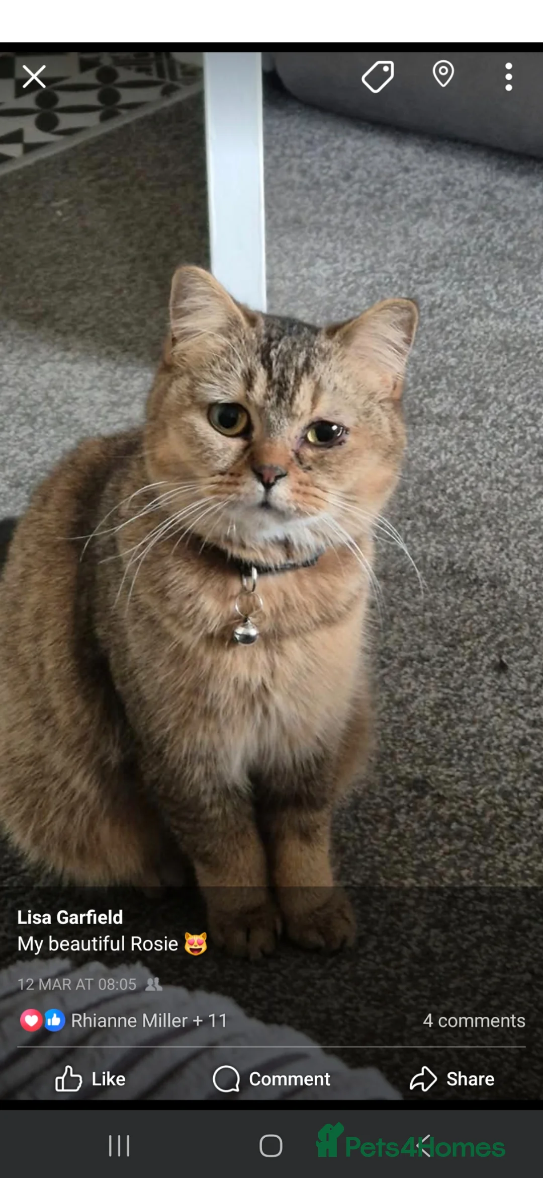 British Shorthair cats for sale: BSH cat  in Newton-le-Willows - Advert 1