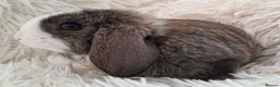 Mini Lop rabbits for sale: Baby Mini Lop Rabbits for sale - Advert 8