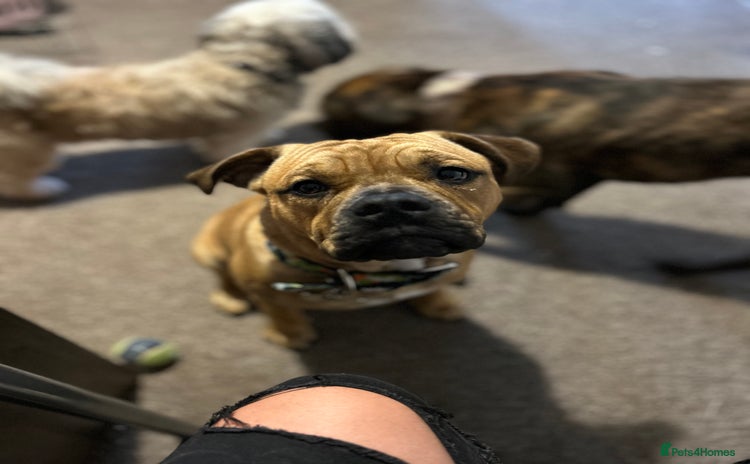 Mixed Breed dogs - Advert 2