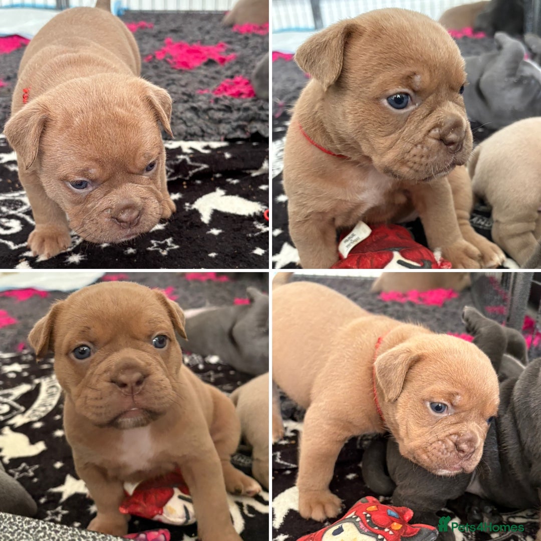 Olde English Bulldogge dogs for sale: Olde English Bulldogges pups - Image 5