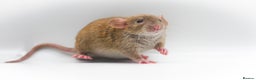 Rat rodents for sale: Lovely Fancy Rat Babies 🐀 - Advert 6