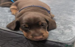 Dachshund dogs for sale: Dachshund puppies🐶  - Image 6
