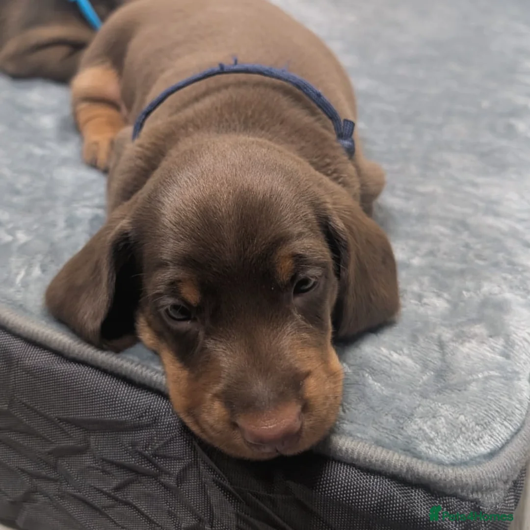 Dachshund dogs for sale: Dachshund puppies🐶  - Image 6