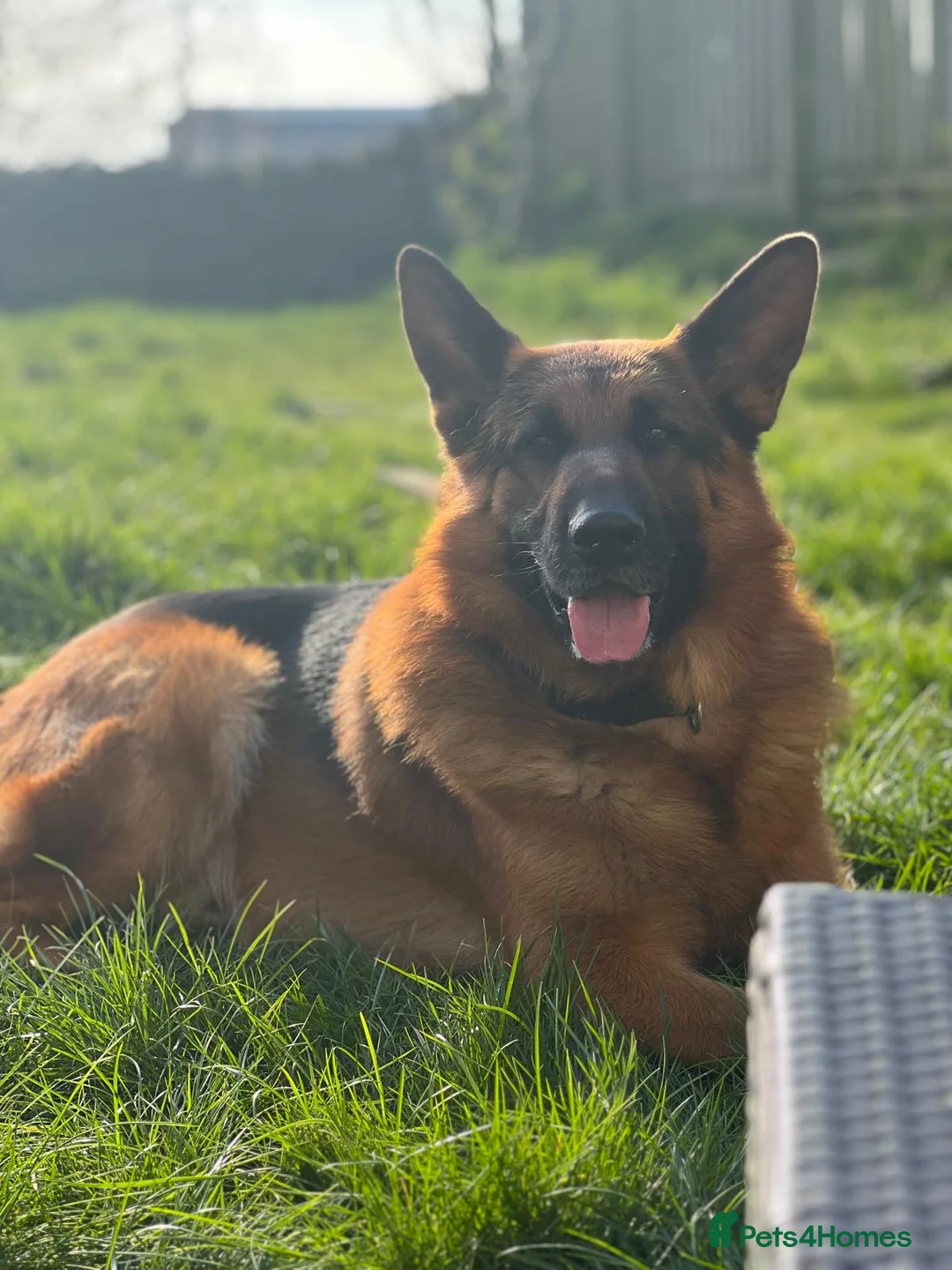 German Shepherd dogs for stud: German Shepherd Stud (Bear) - Advert 1