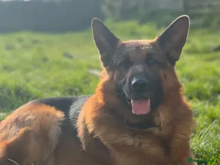 German Shepherd dogs German Shepherd Stud (Bear) - Advert 14