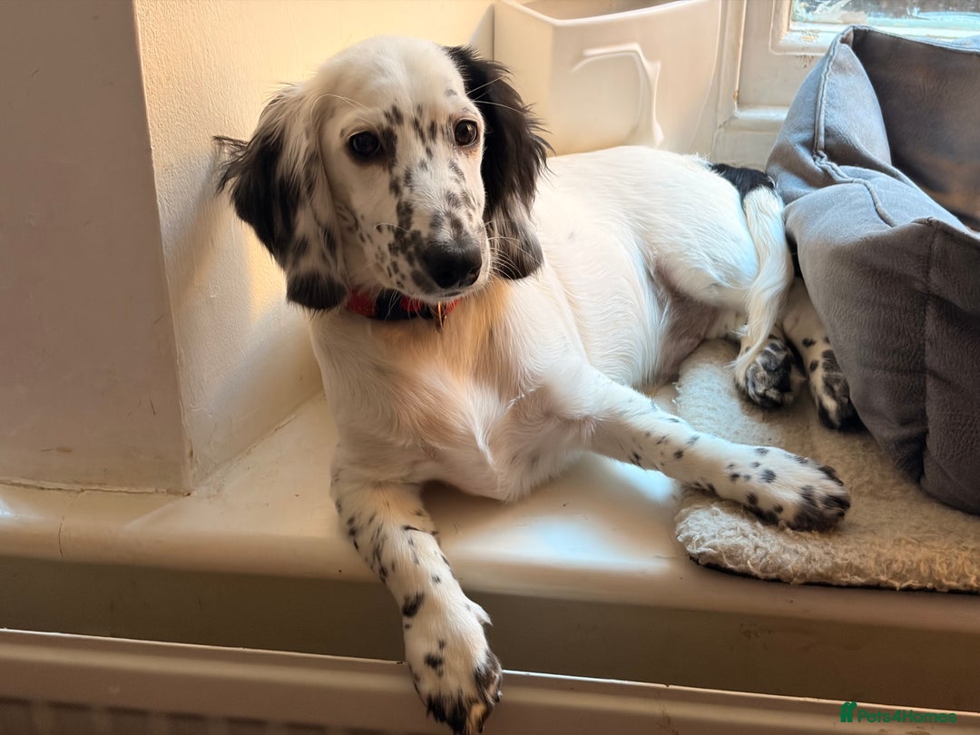 Dachshund dogs for sale: Last piebold black and white Dachshund Puppy  - Advert 7