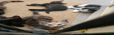 Fozzy