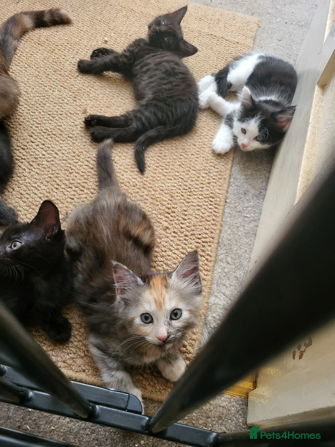 Mixed Breed cats for sale: 3 month old kittens ready for new homes in Gosport - Advert 4