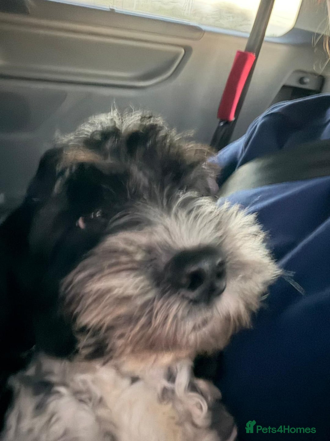 Cockapoo dogs for sale: Male Cockerpoo - Advert 3