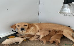 Labrador Retriever dogs for sale: 5 kc Labrador pups 4 available  - Image 2