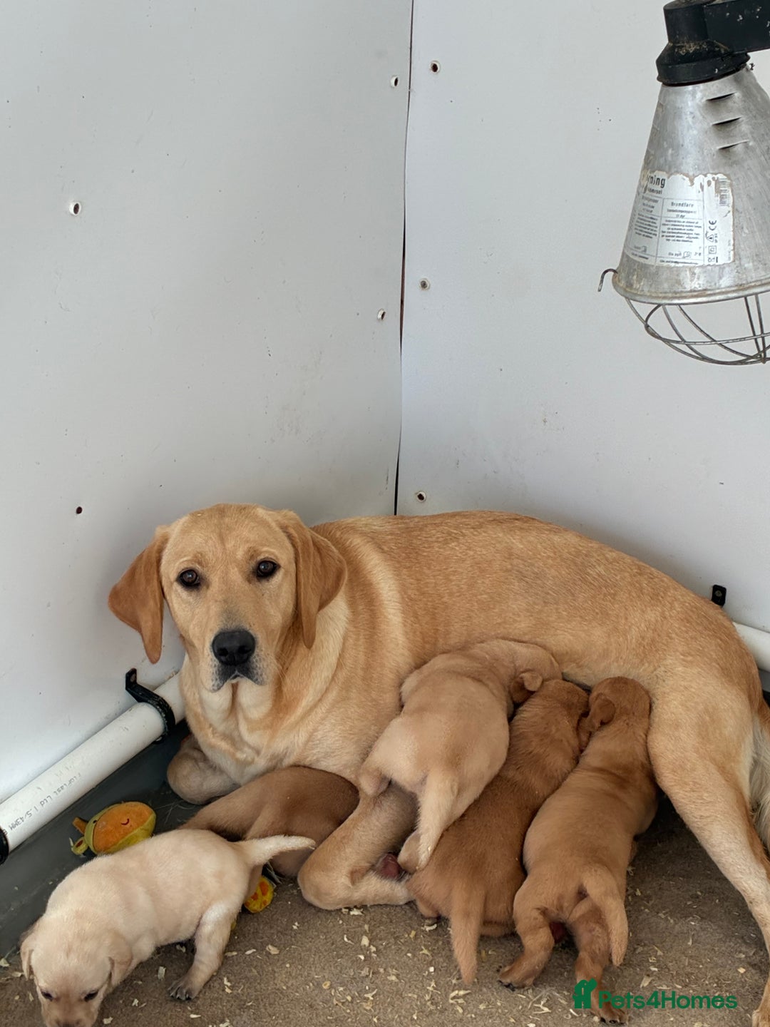 Labrador Retriever dogs for sale: 5 kc Labrador pups 4 available  - Image 2
