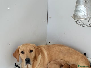Labrador Retriever dogs 5 kc Labrador pups one female available - Advert 6