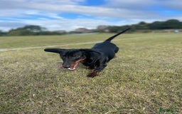 Dachshund dogs for stud: 🥃 Stud Available – Whiskey the Dachshund 🐾 - Image 3