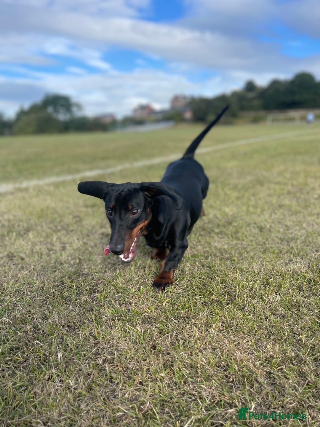 Dachshund dogs for stud: 🥃 Stud Available – Whiskey the Dachshund 🐾 - Image 3