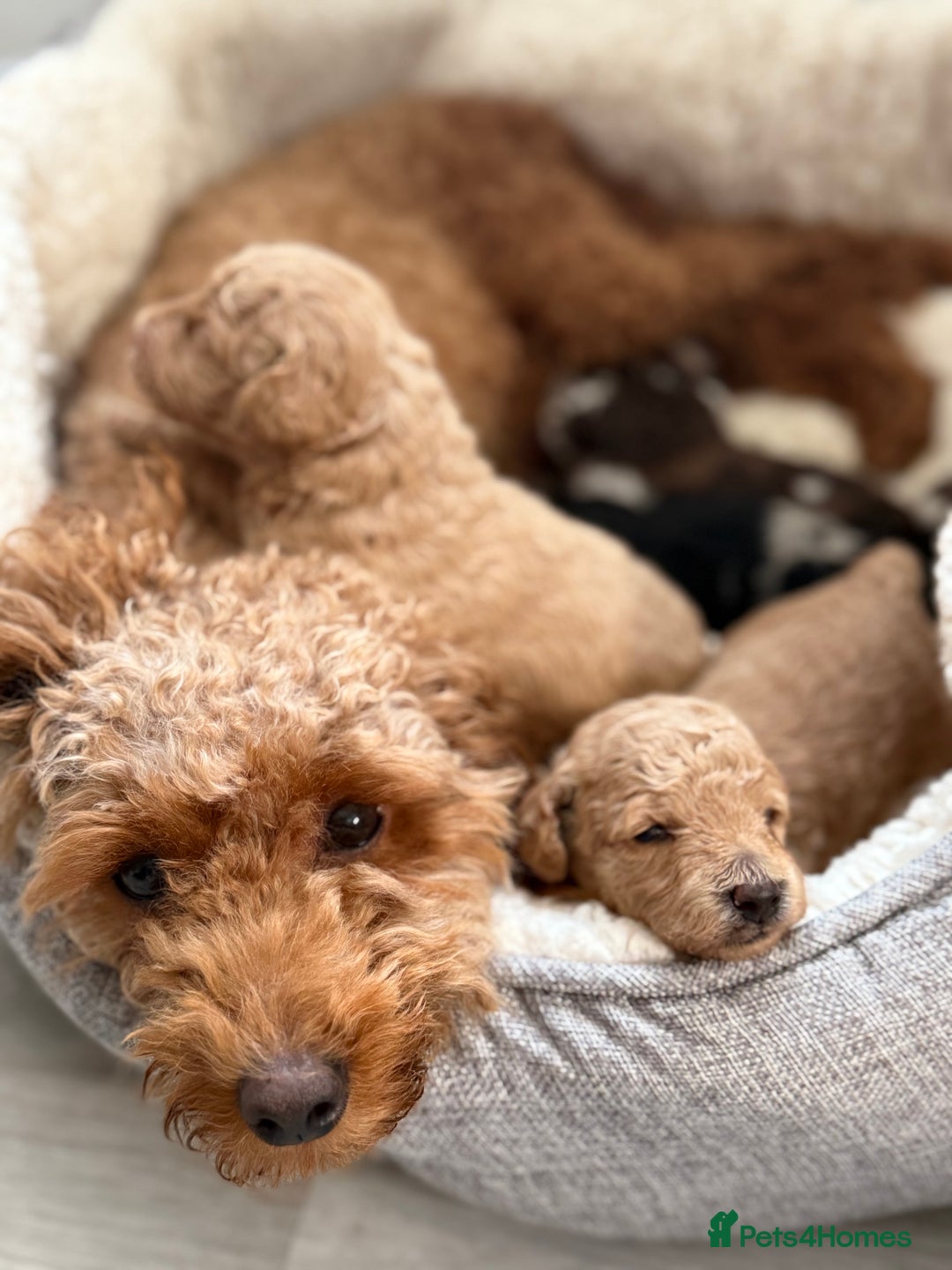 Cavapoo dogs for sale: Adorable Cavapoo Puppies – Ready for Loving Homes - Image 21