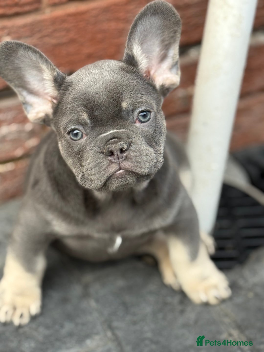 French Bulldog dogs for sale: Reduced French Bulldogs - Advert 6