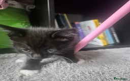 Mixed Breed cats for sale: 4 black and white kittens - Image 16