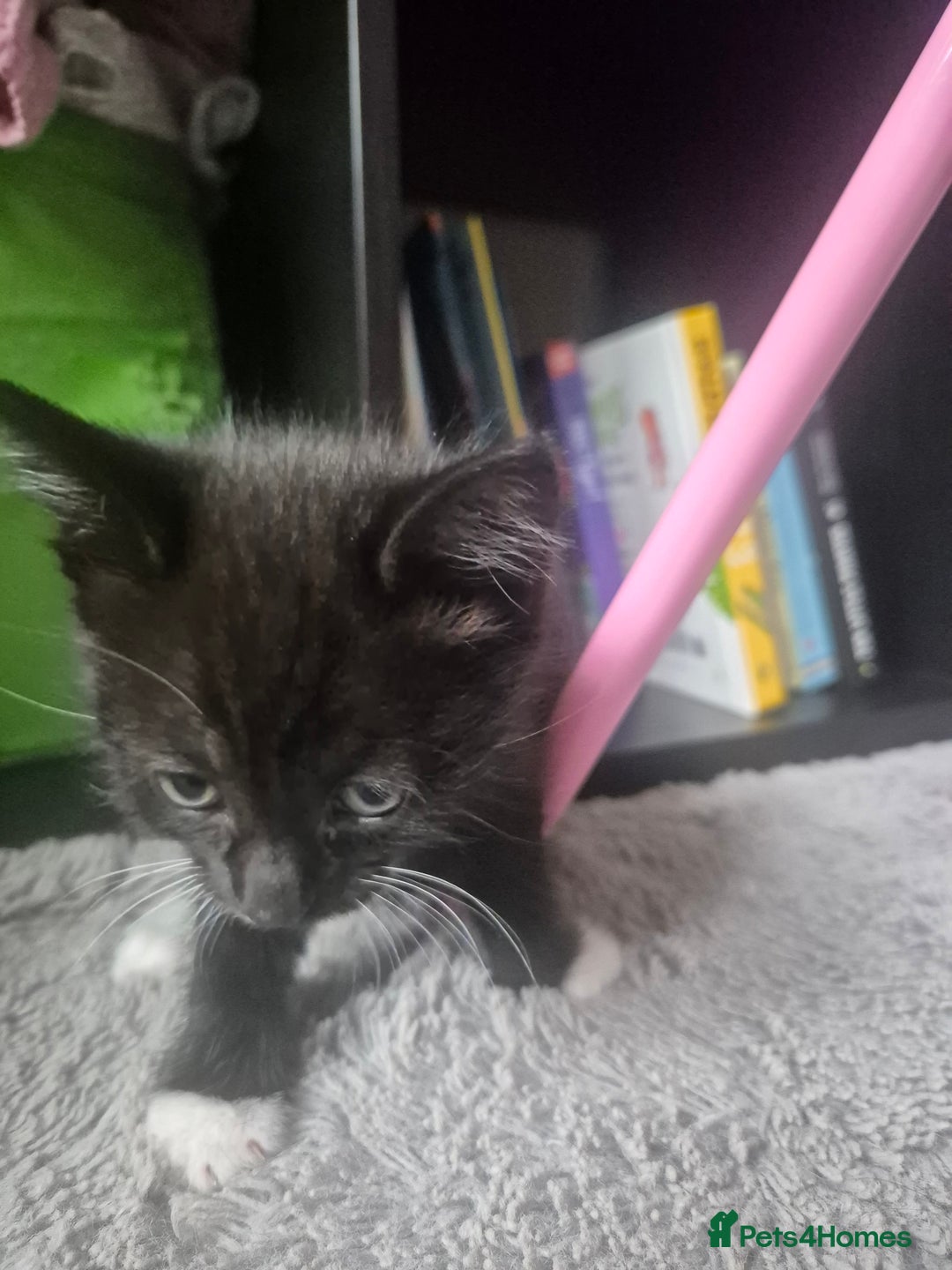 Mixed Breed cats for sale: 4 black and white kittens - Image 16