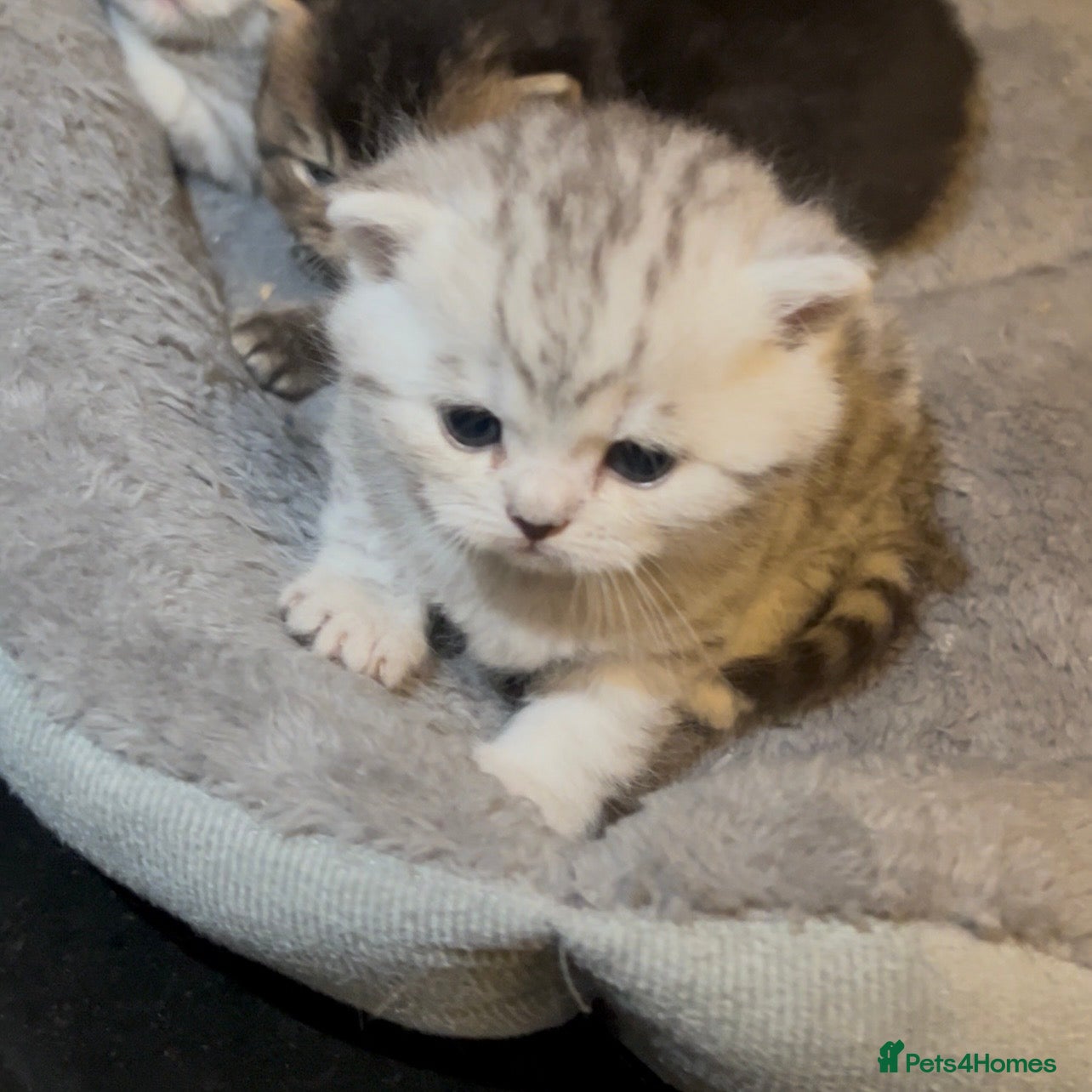 British Shorthair cats Beautiful Chunky Pure British Shorthair Kittens - Advert 2