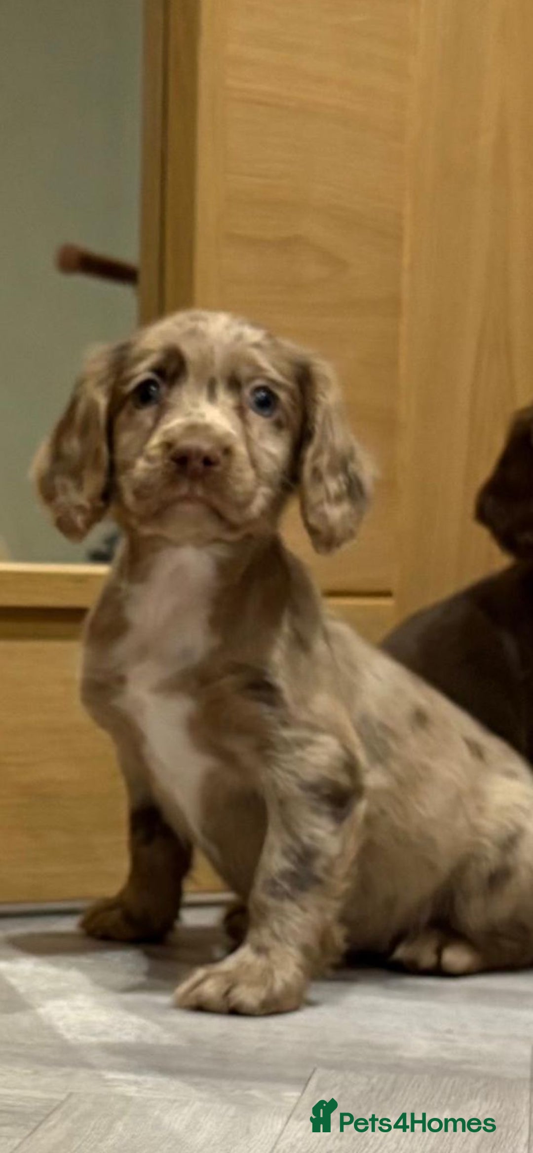 Cocker Spaniel dogs for sale: 🐶 KC Registered Cocker Spaniel Pups 🐶  - Advert 17