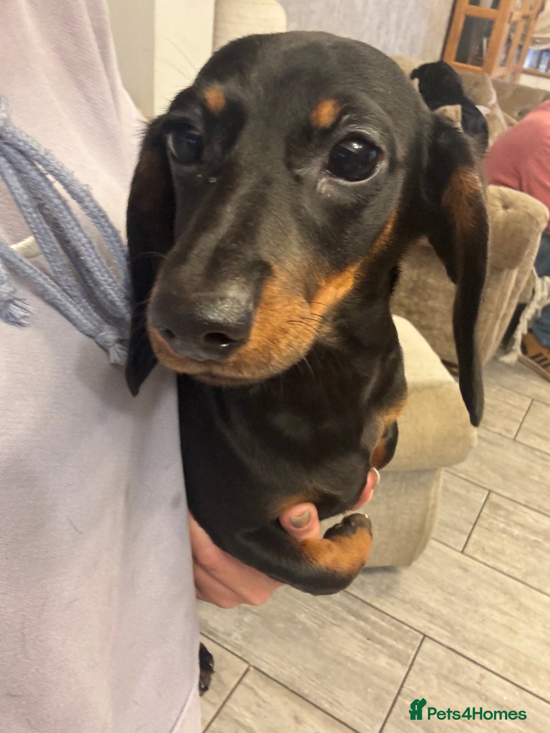 Miniature Dachshund dogs for sale: Miniature dachshunds  - Advert 11