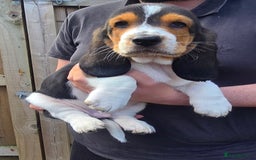 Basset Hound dogs for sale: Beautiful Basset Hound puppies for sale  - Image 13