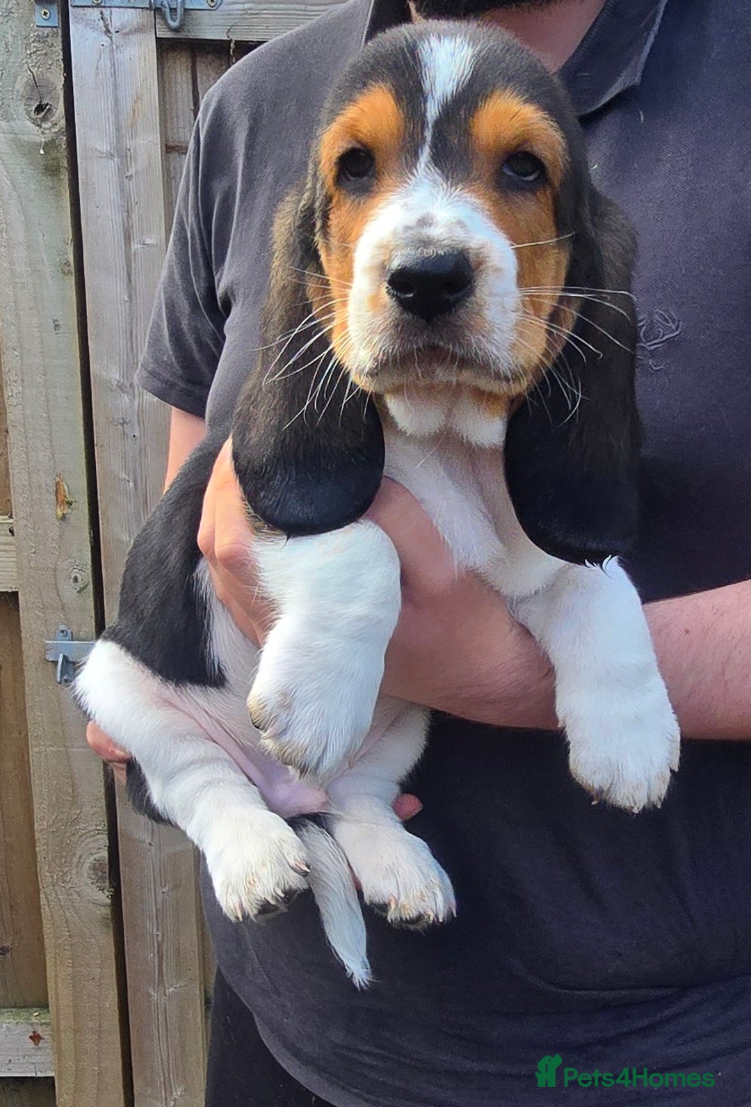 Basset Hound dogs for sale: Beautiful Basset Hound puppies for sale  - Image 13