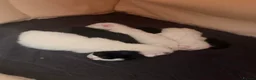 Turkish Angora cats for sale: 5 kittens for sale  - Advert 2