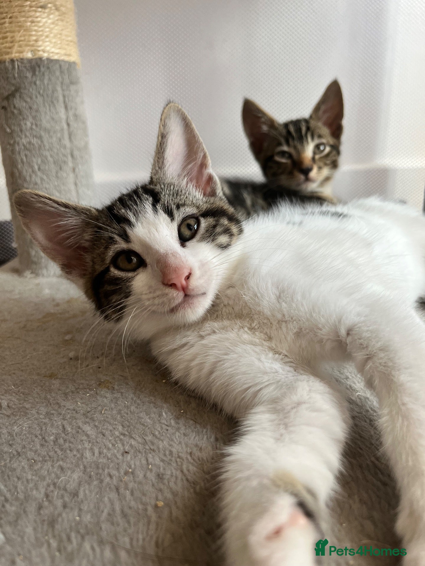 Mixed Breed cats 11 week old kittens for sale! - Advert 1