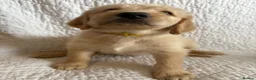 Labradoodle dogs for sale: Stunning Labradoodle puppies - Advert 27