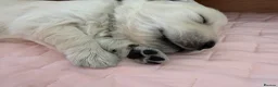 Golden Retriever dogs for sale: Golden Retriever Puppies  - Advert 25