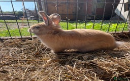 Dutch rabbits for sale: Rabbits ready to go now  - Image 5