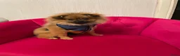 Pomeranian dogs for sale: Pomeranian female free - Advert 1